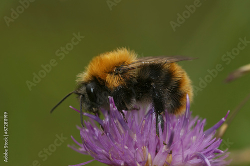 Colorful closeup on an unusual dark color variant in the Common carder bee Bombus pascuorum moorselensis