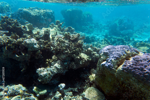 Fototapeta Naklejka Na Ścianę i Meble -  A landscape of coral reef