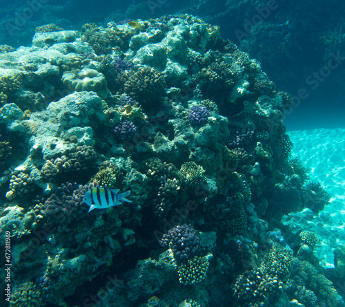 A landscape of coral reef