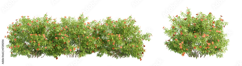 3d illustration of garden plants isolated on transparent background. High resolution for digital composition