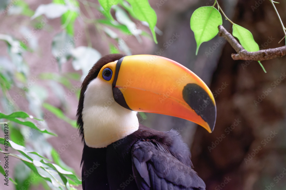 Fototapeta premium Horizontal banner with a beautiful colorful toucan bird (Ramphastidae) on a branch in a rainforest. A toucan bird and leaves of tropical plants on blurred background. Copy space for text