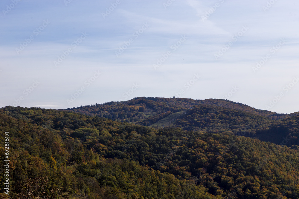 Fototapeta premium forest in the mountains