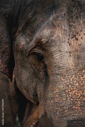 an elephant is staring straight ahead and with very wrinkles