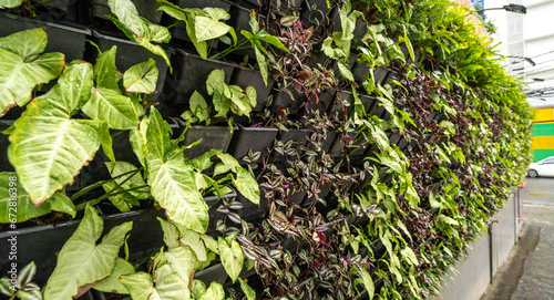 Living green walls on the buildings in natural light. photo