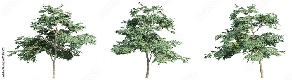3D rendering of trees on transparent background, for illustration, digital composition, and architecture visualization