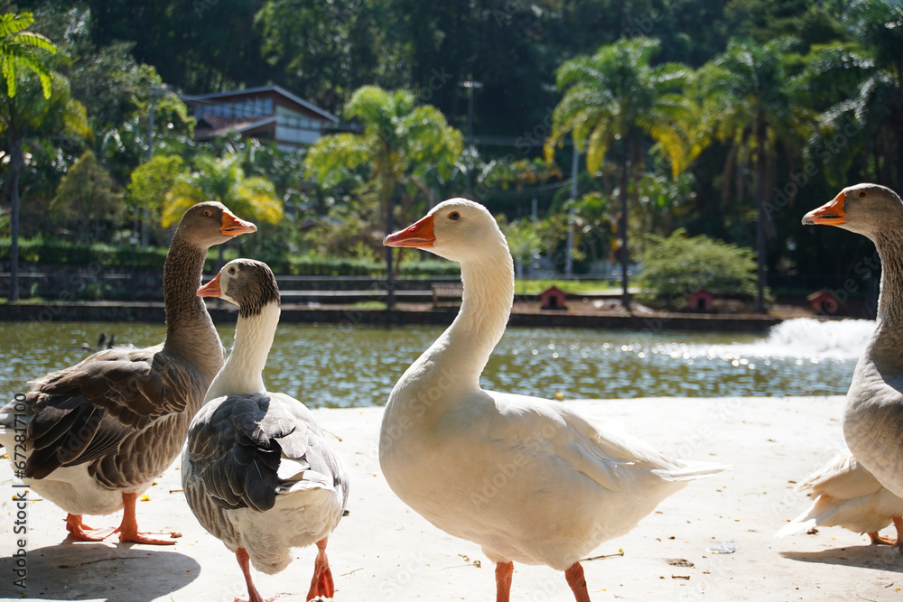 Obraz premium family of ducks at the lake