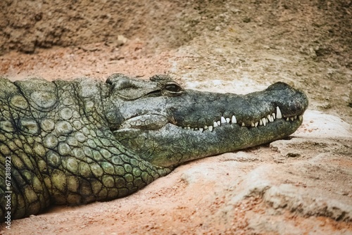 Close-up headshot of a crocodile on the sandy shore of a riverbank resting in the sun
