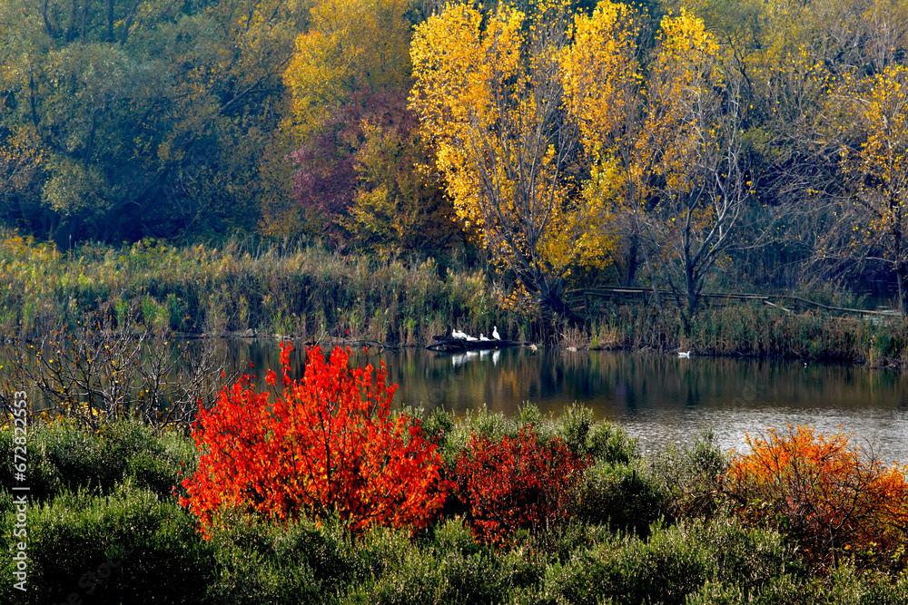 Autumn in the peat bogs of Lake Iseo, Italy