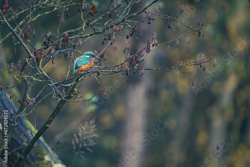 Eisvogel auf Baumstamm