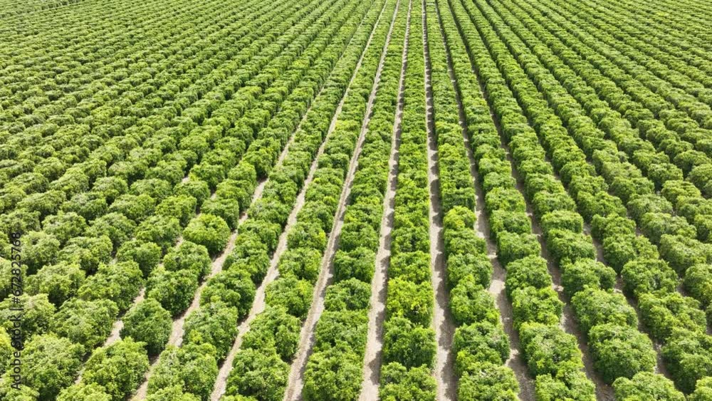 Aerial shot of rows of orange trees on a farm in central California. Aerial shot of rows of orange trees on a farm in central California.