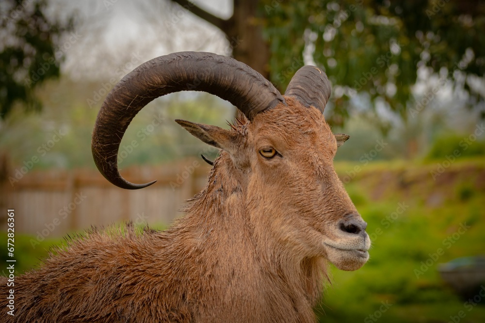 Close-up of a Maned Ram (Ammotragus lervia) Close-up of a Maned Ram (Ammotragus lervia)