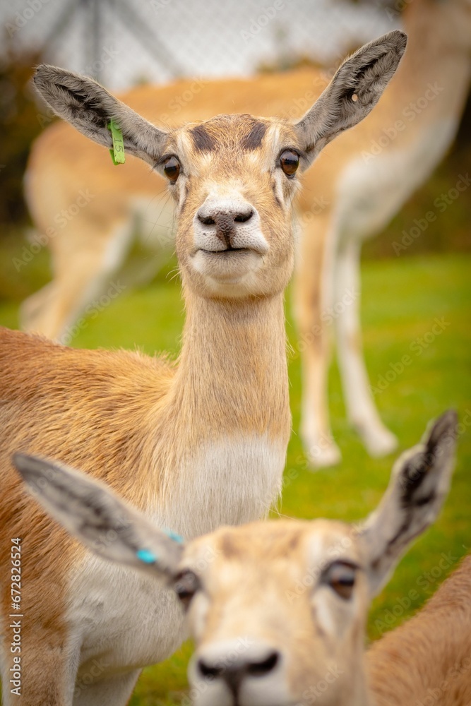 Fototapeta premium Barasinga deer (Rucervus duvaucelii) standing in a lush green meadow