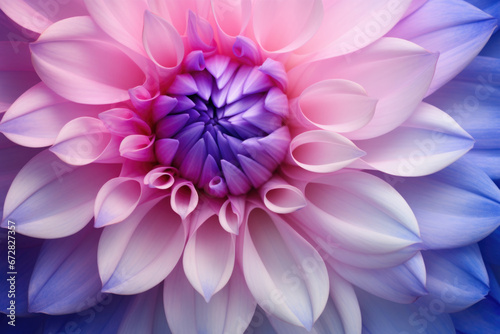  Soft pink and purple dahlia petals macro, floral abstract background. Close up of flower dahlia for background
