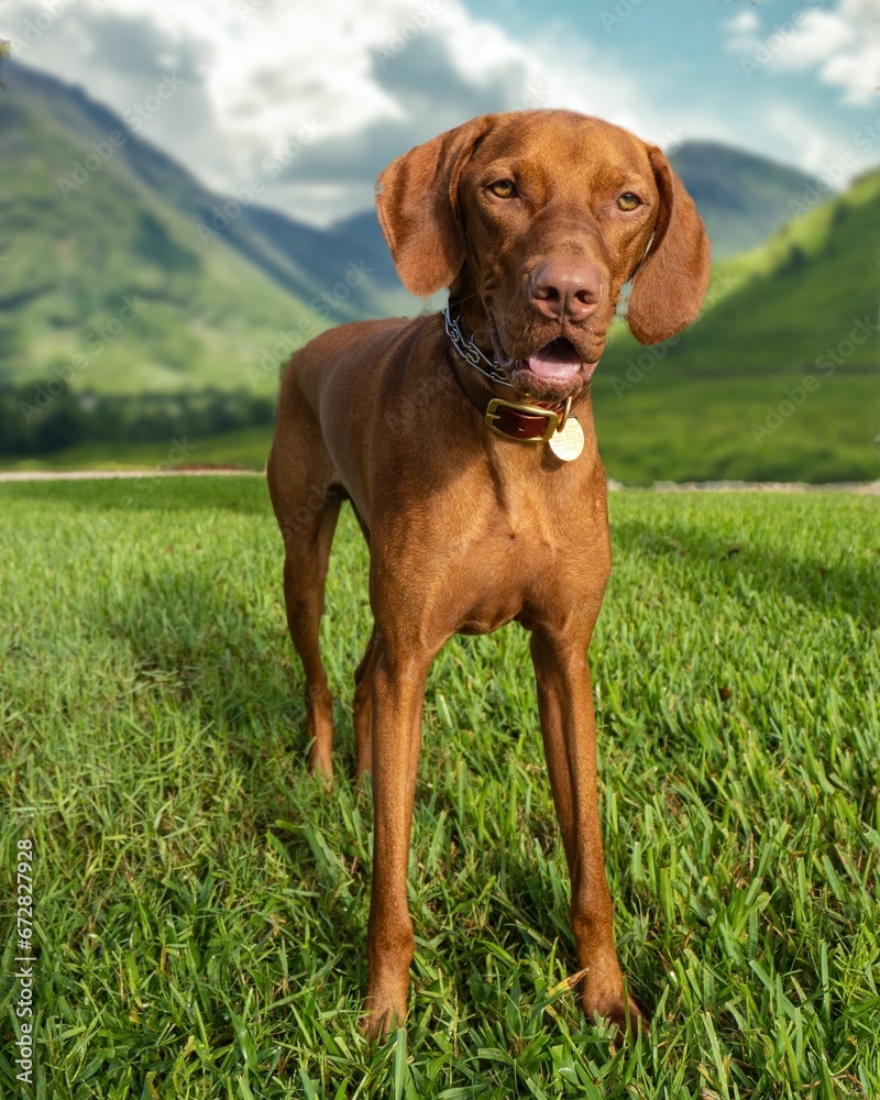 Beautiful Vizsla breed of dog stands in a lush green field