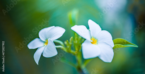 Closeup bloom white plumeria flowers in the morning. Exotic Frangipani tropical garden floral blossoms on soft green blue background. Romantic love flowers, idyllic pastel colors serene lush foliage