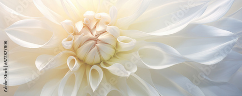 Soft yellow dahlia petals macro, floral abstract background. Close up of flower dahlia for background