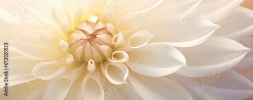 Soft yellow dahlia petals macro  floral abstract background. Close up of flower dahlia for background