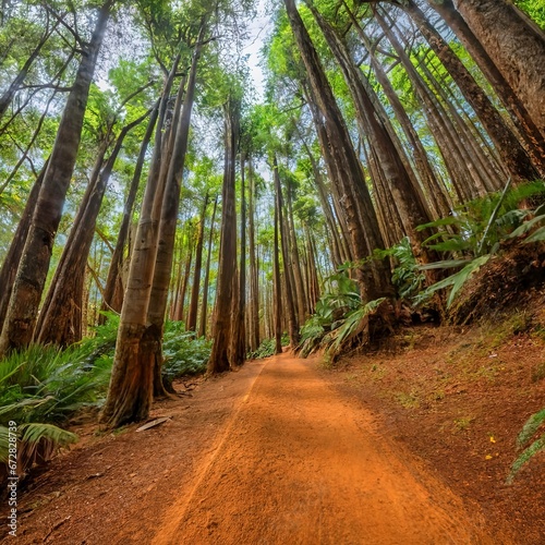Sand trail in a green forest on the island of Madeira, between lush and wonderful trees