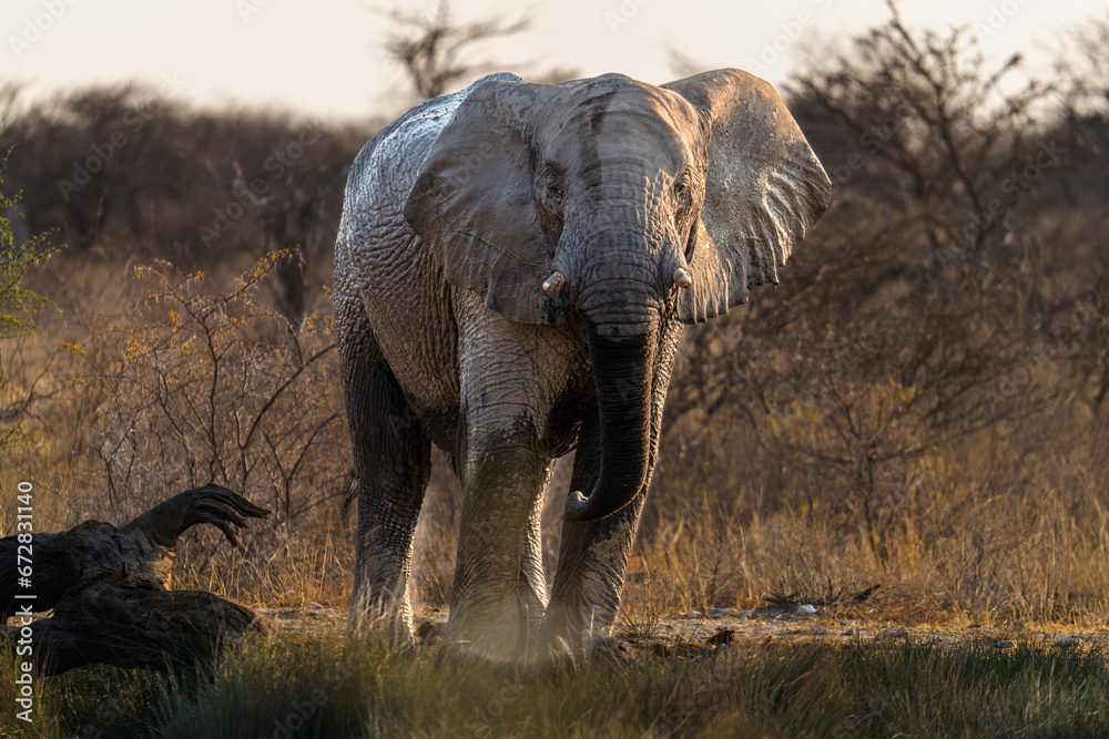 Obraz premium Elefant