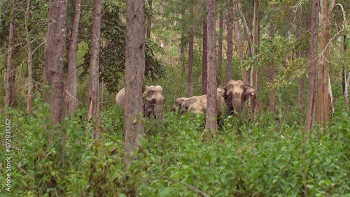 Wallpaper Mural Thai Elephant in Natural Habitat. An ivory beauty in the lush wilderness. Witness the grace of a wild Asian elephant in its sanctuary. Torontodigital.ca