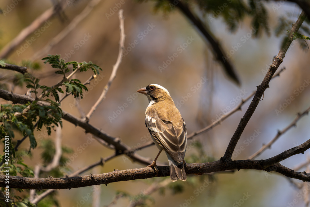 Bird in the tree Bird in the tree