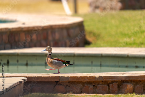 Ente am Pool