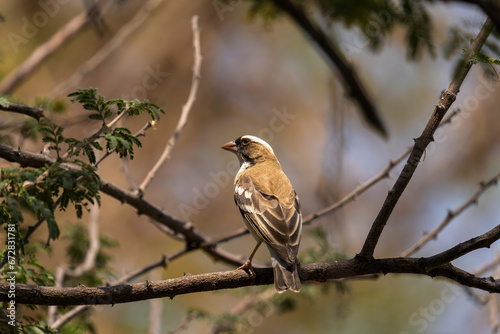 Bird in the tree