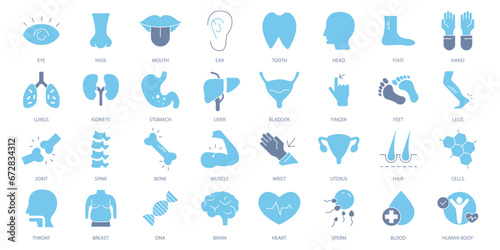 Anatomy icons set. Set of editable stroke icons.Vector set of Anatomy