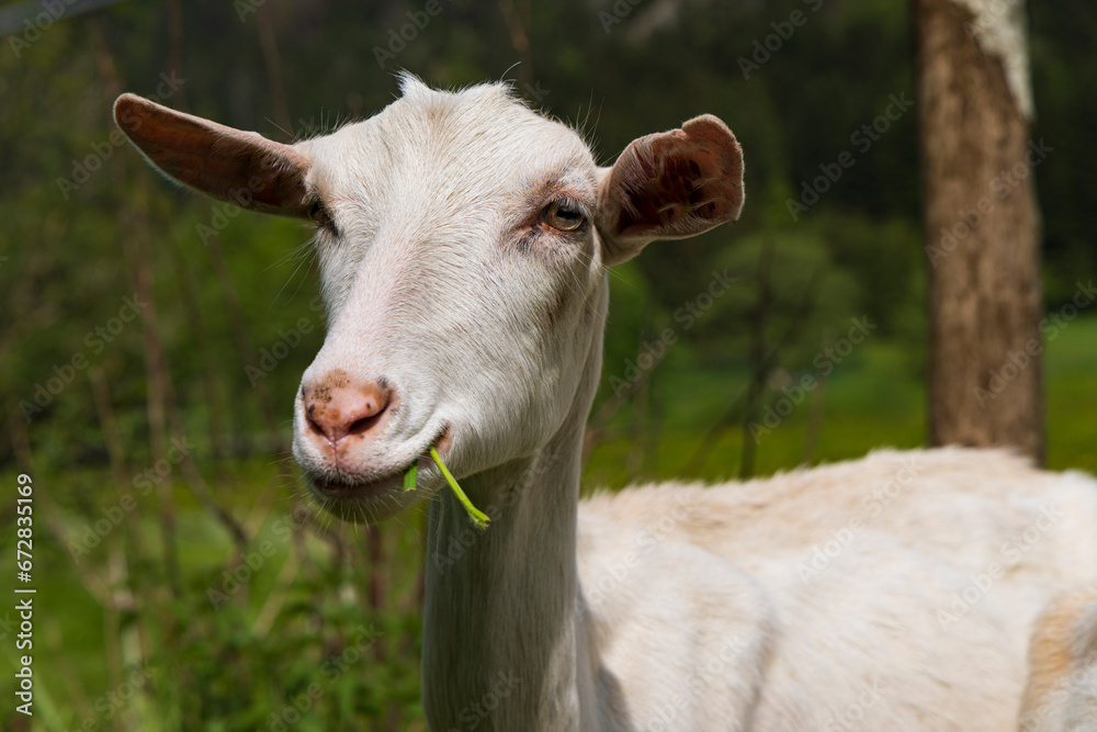 White dairy goat along Route des Cretes in Vosges region in France White dairy goat along Route des Cretes in Vosges region in France
