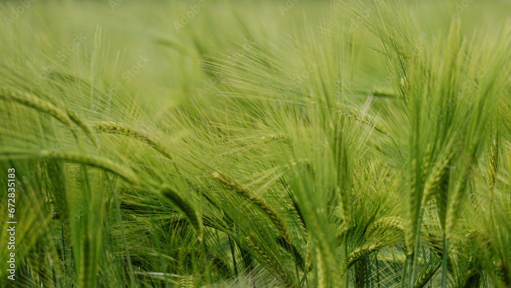 Ears of barley blowing in the wind. Ears of barley blowing in the wind.