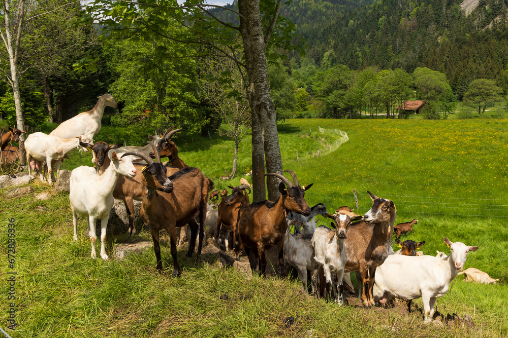 Herd of dairy goat along Route des Cretes in Vosges region in France