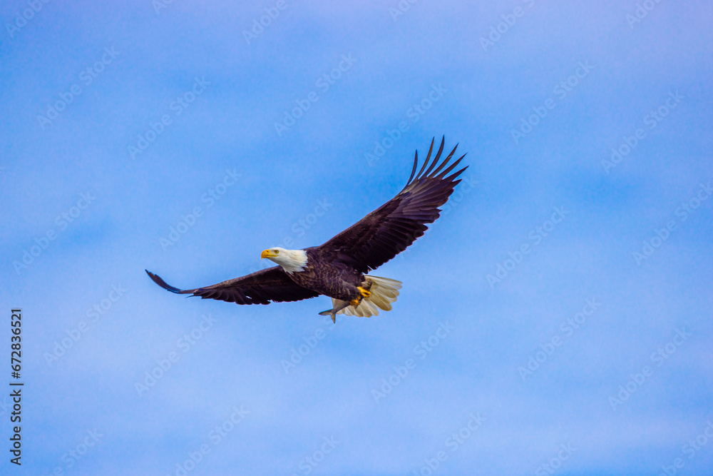 Obraz premium American bald eagle in flight with Fish Catch