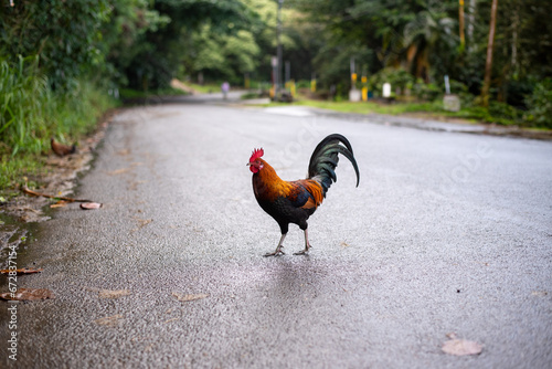 chicken crossing the road