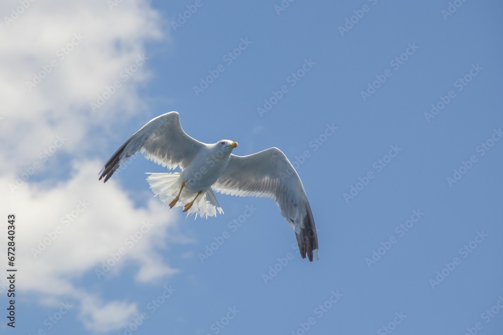 White seagull in flight against a striking blue sky backdrop White seagull in flight against a striking blue sky backdrop