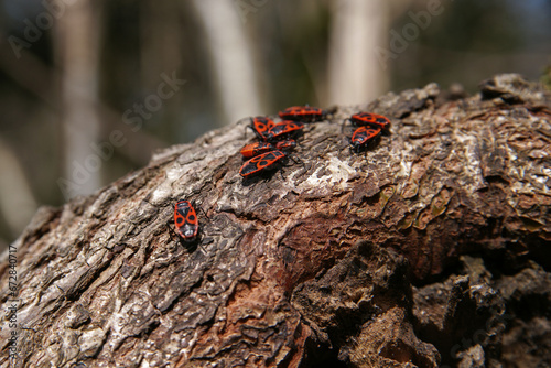 A group of red beetles on tree bark. The colony of Pyrrhocoris apterus. 