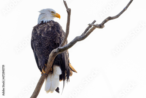 american bald eagle