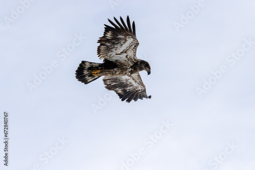 Immature Bald Eagle in Flight