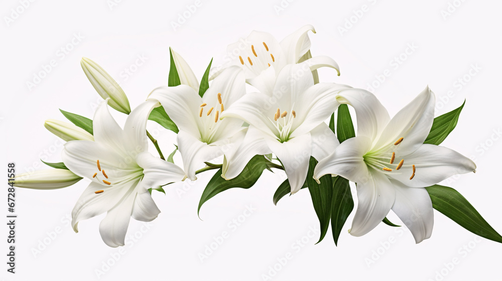 A solitary Natal Lily, or White Crinum moorei, is depicted on a pristine white background. A solitary Natal Lily, or White Crinum moorei, is depicted on a pristine white background.