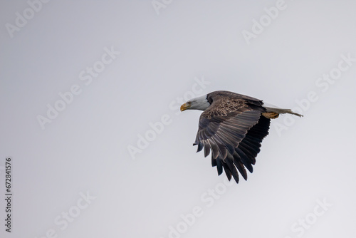 eagle in flight