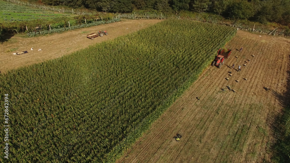 Aerial Photography of a farm tractors harvesting corn from a field, bright sunny day