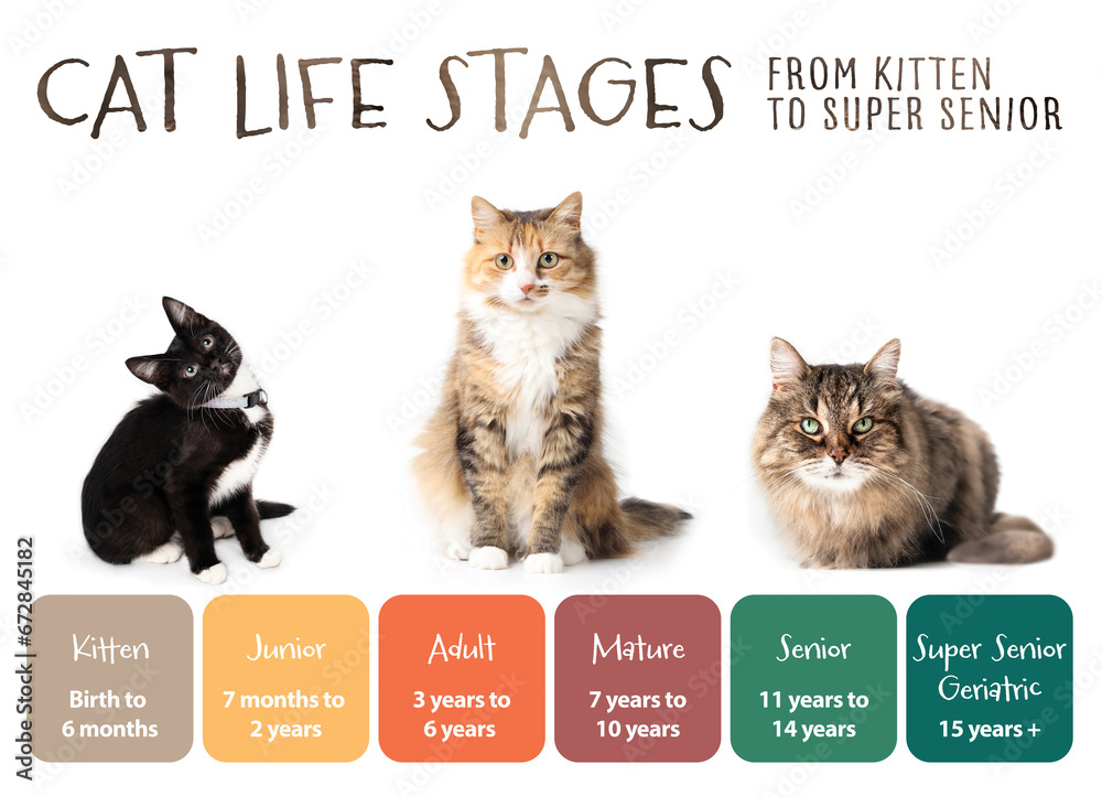 AIM30 Kidney Health Cat Food For Senior Indoor Cats Over 18 Months – 600g Chicken Flavor, Made In Japan