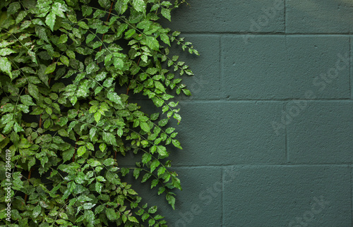 green plants gracefully thrive on weathered walls, embodying resilience, adaptability, and nature's ability to beautify even the harshest environments in this textured background