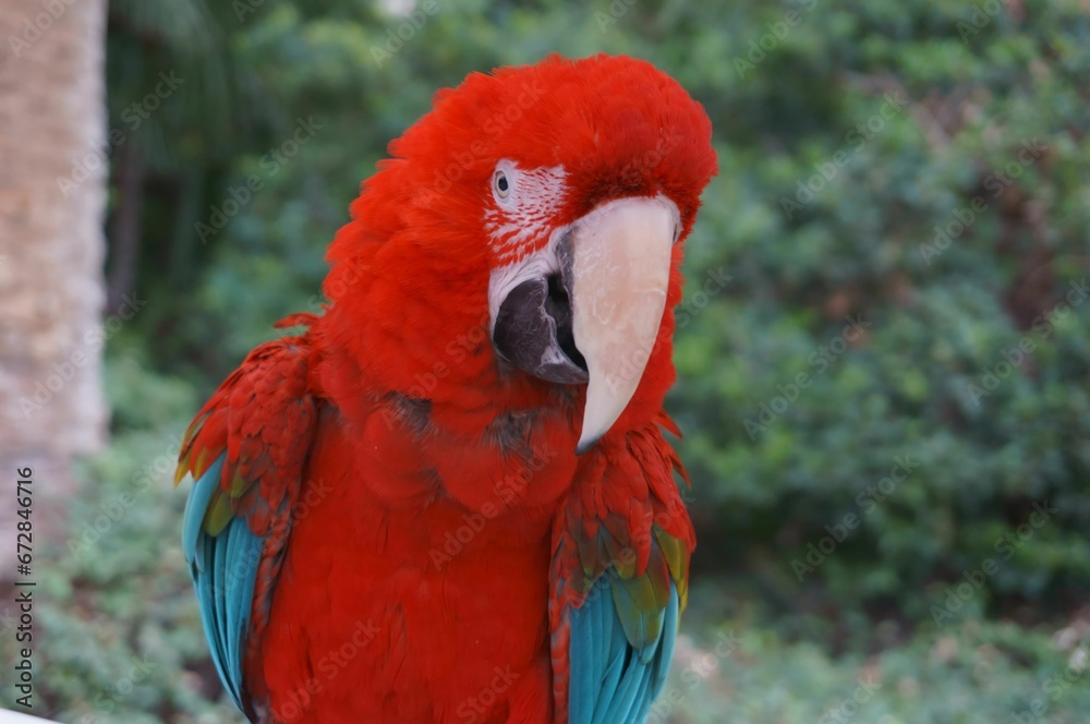 Brightly-colored parrot with a striking combination of vibrant red and blue feathers