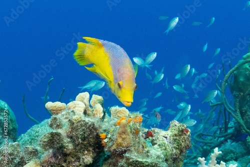 Scenic view of colorful fish swimming near coral reefs in the sea