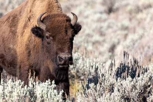 Bison grazing in Lamar Valley in Yellowstone National Park