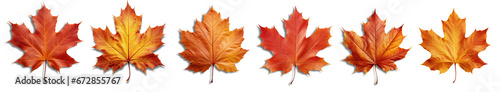 set of maple leafs isolated on transparent or white background, png photo