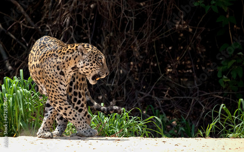 A magnificent jaguar walks on a beach in Brazil's Pantanal area