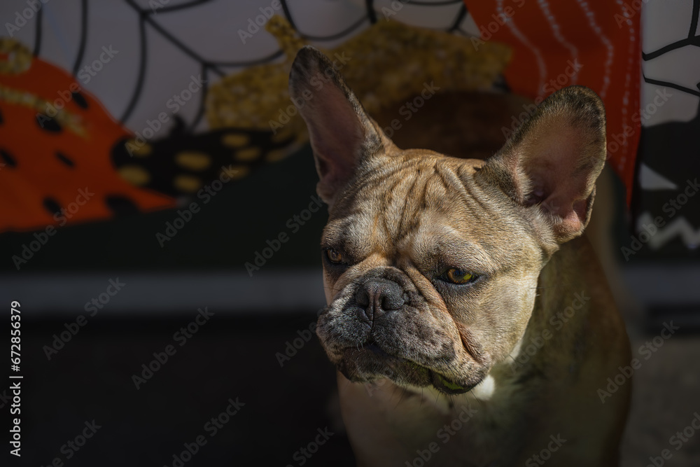 2023-10-28 A TAN COLORED FRENCH BULLDOG PEEKING OUT FROM A TABLE WITH BRIGHT EYES AND EARS UP AT THE DECKERS DOG-O-WEEN IN LA JOLLA CALIFORNIA
