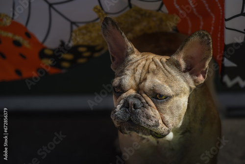 2023-10-28 A TAN COLORED FRENCH BULLDOG PEEKING OUT FROM A TABLE WITH BRIGHT EYES AND EARS UP AT THE DECKERS DOG-O-WEEN IN LA JOLLA CALIFORNIA © Michael J Magee