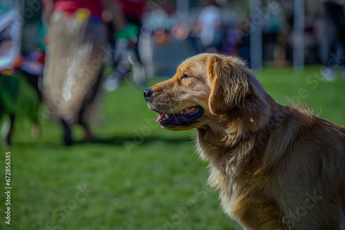 2023-10-28 A PROFILE SHOT AN ADULT GOLDEN RETRIEVER LOOKING LEFT IN THE FRAME AT THE DECKERS DOG-O-WEEN IN LA JOLLA CALIFORNIA
